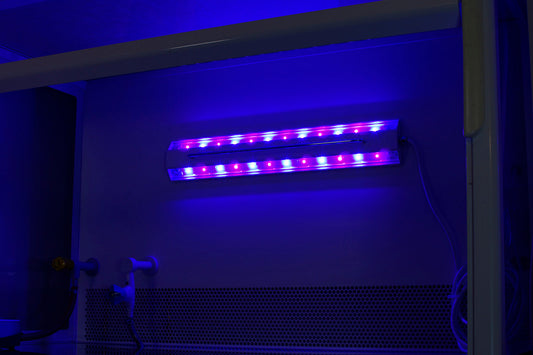 Does blue LED light kill bacteria?