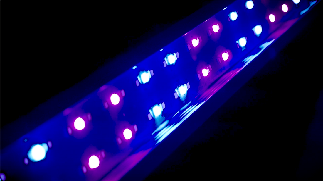 Webinar 1: Spectral Blue - The automated and continuous blue light disinfection system - 10 September 2024