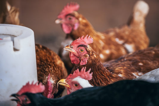 Blue light effectively destroys avian influenza viruses and coronaviruses including IBV