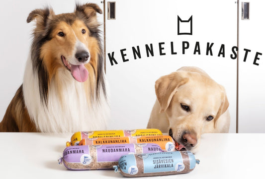 Safer pet food with blue light: Kennelpakaste’s commitment to hygiene and quality