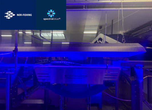 Spectral Blue at Nor-Fishing - Trout sorting line - case study