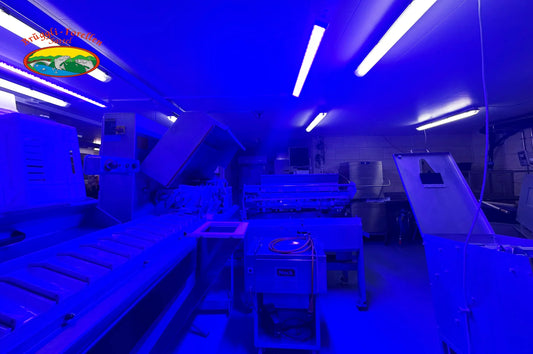 Brüggli fish farm optimizes hygiene processes in production with Spectral Blue
