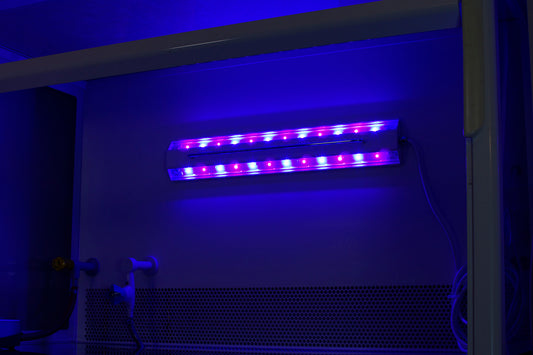 Does blue LED light kill bacteria?