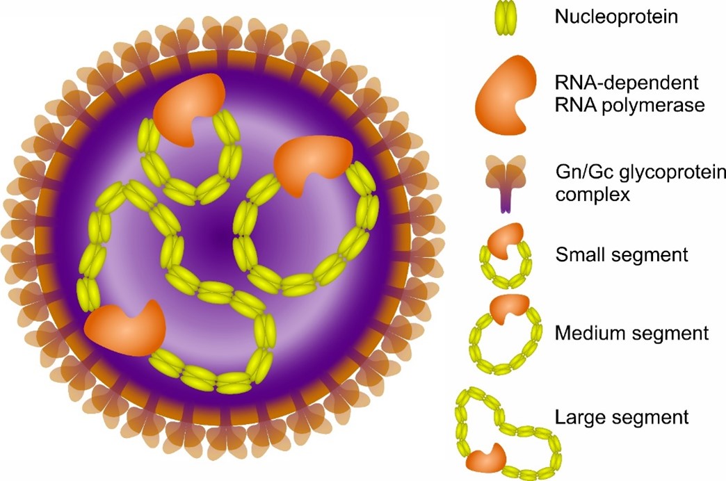 Schematic illustration of an orthohantavirus virion. Source: ECDC