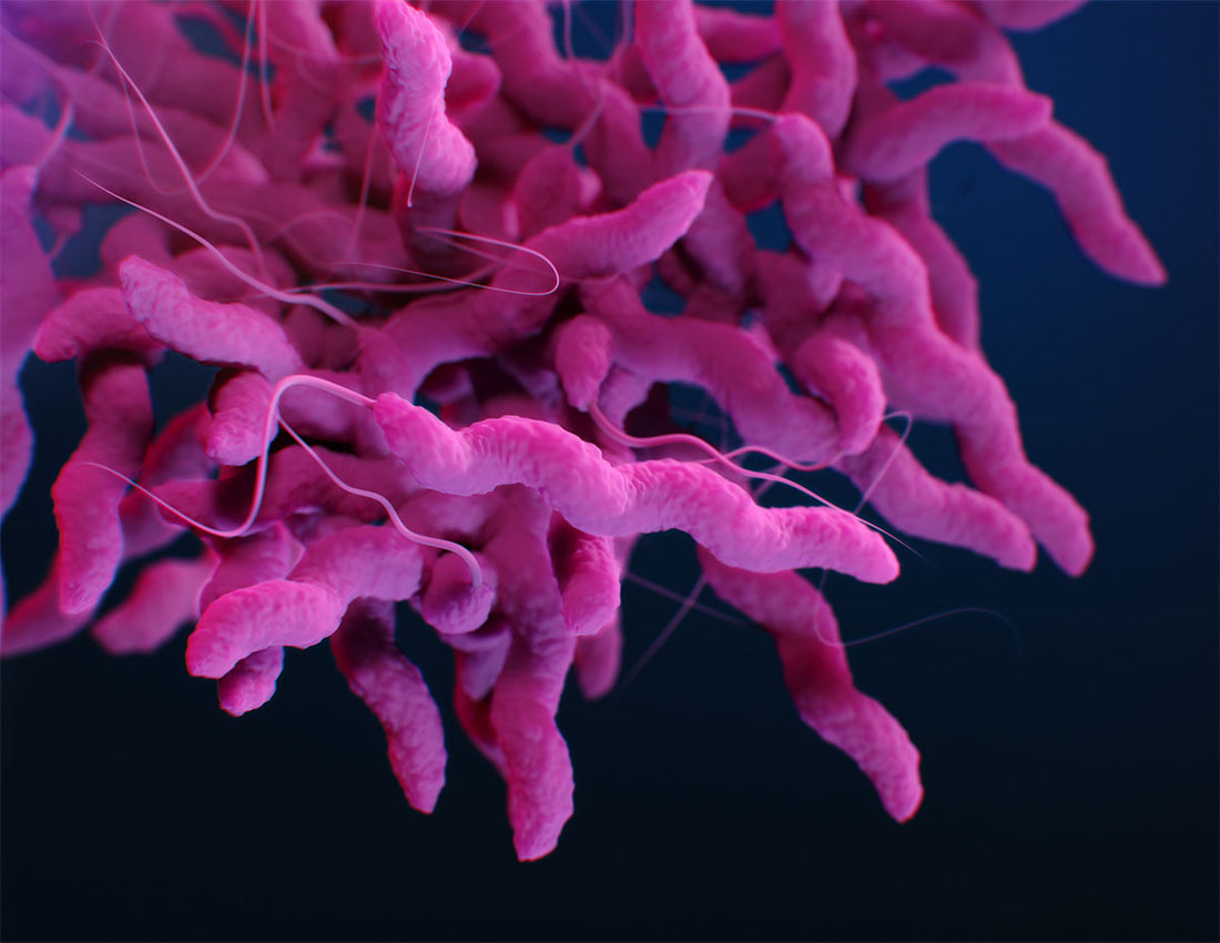 Drug-resistant Campylobacter - image by CDC