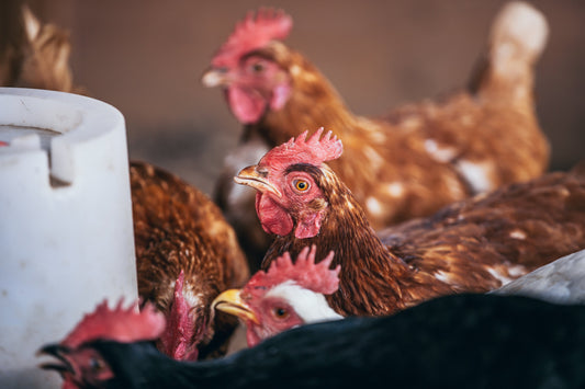 Chicken at risk of avian flu and IB virus. Photo by Matthew Henry from Burst