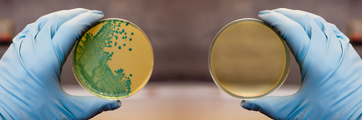 Petri dishes with Listeria before and after Spectral Blue blue light disinfection